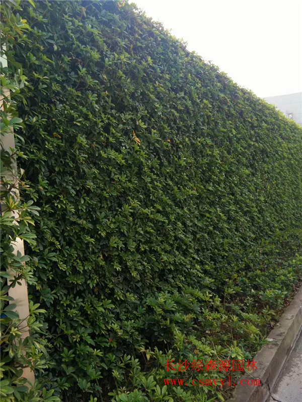 围挡生态植物墙