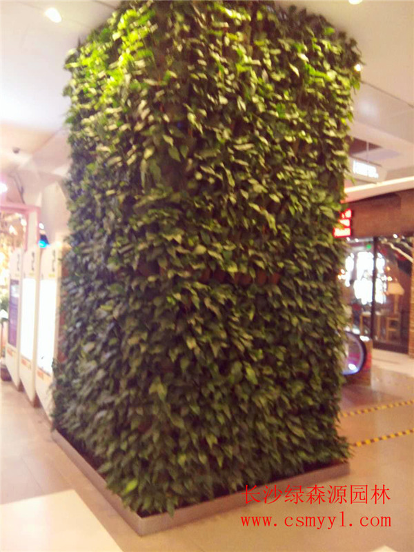 湖南植物墙