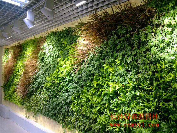 长沙垂直绿化——植物墙
