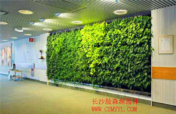 长沙植物墙