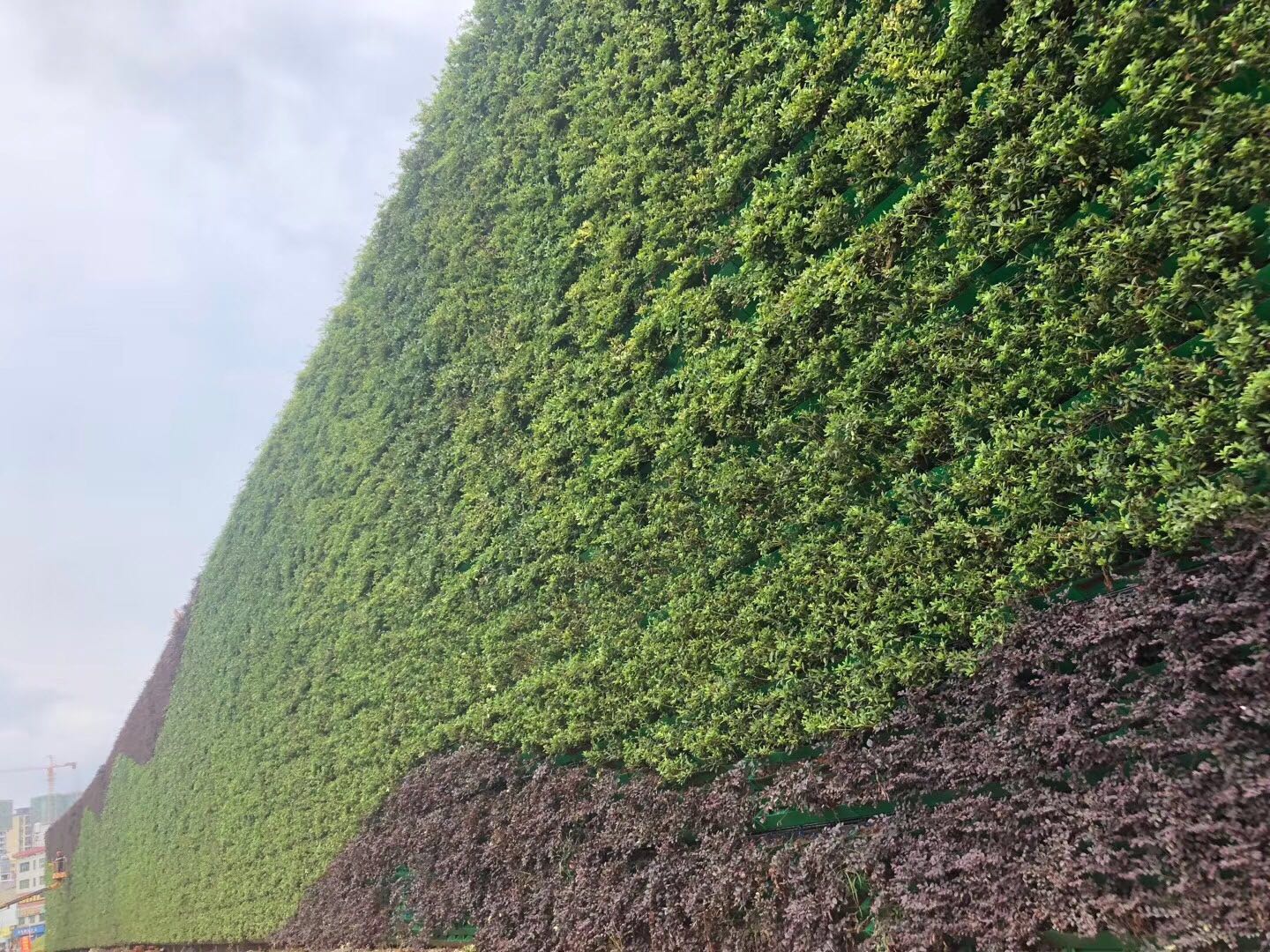 大王山欢乐谷生态植物墙